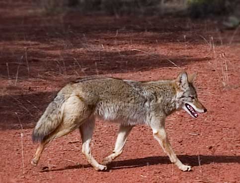 Zuni Fetish Wolf and Coyote