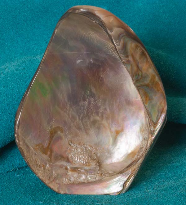 Zuni-Corn-Maiden-Abalone-Shell-B